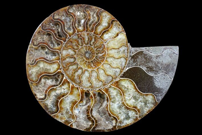 Cut & Polished Ammonite Fossil (Half) - Madagascar #166914
